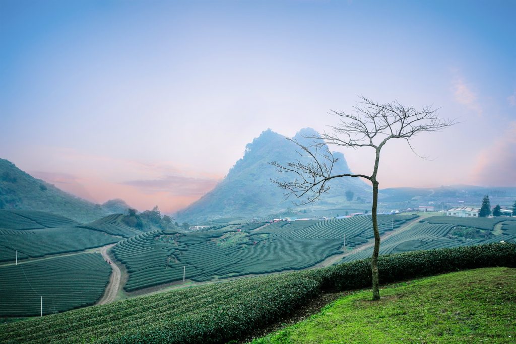 moc-chau-tea-doi-2094890_1920